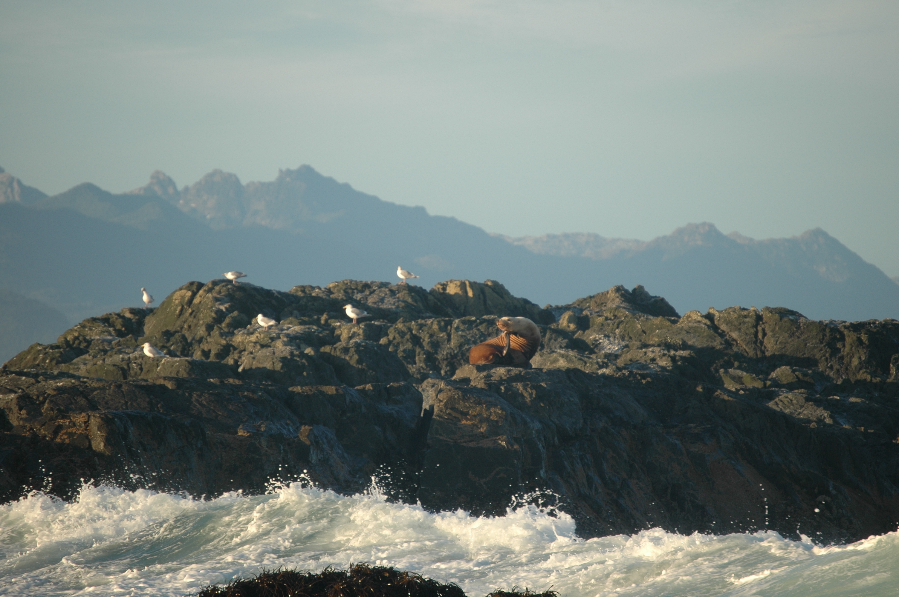 photos/wildlife/Mammal_Species/Steller Sea Lion/20070920-Canada-08.jpg